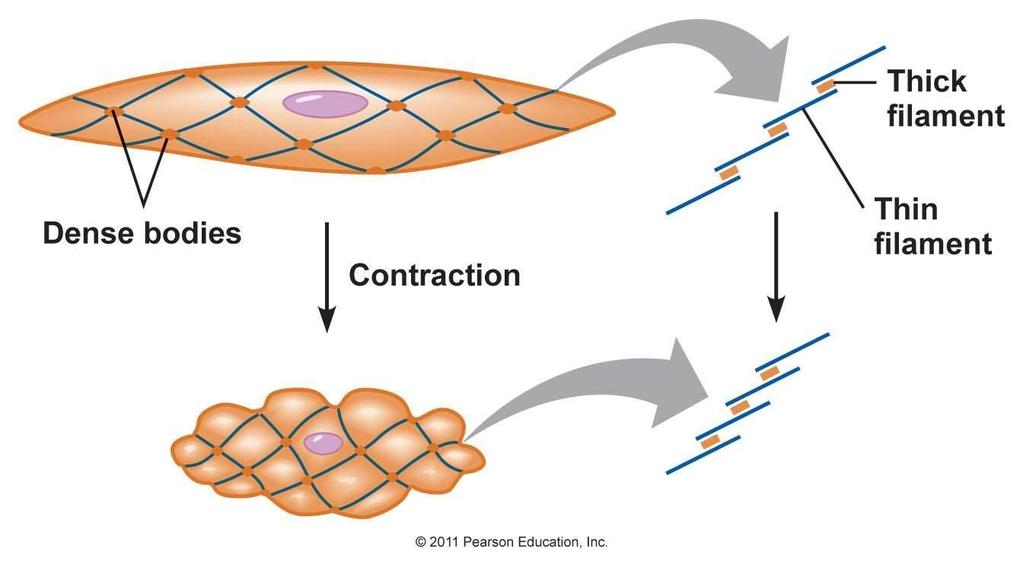 Sliding actin filaments pull dense bodies close together,