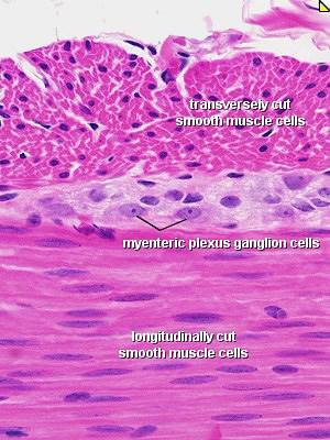 Smooth muscle Transverse