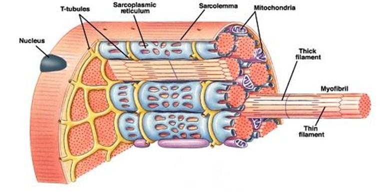Terminology Sarx (greek) - meat Sarcolemma plasma membrane of muscle fiber Sarcoplasm cytoplasm