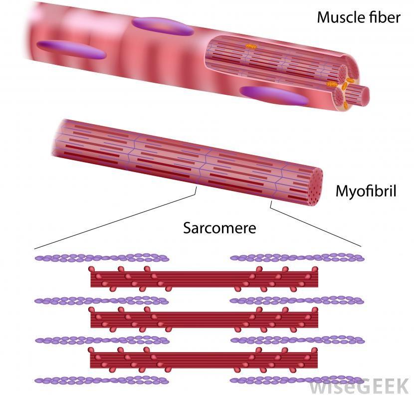 Muscle fiber (Cell) Consist of