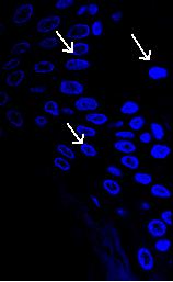 co-stained skin section, d) DAPI emission (λex 800 nm,