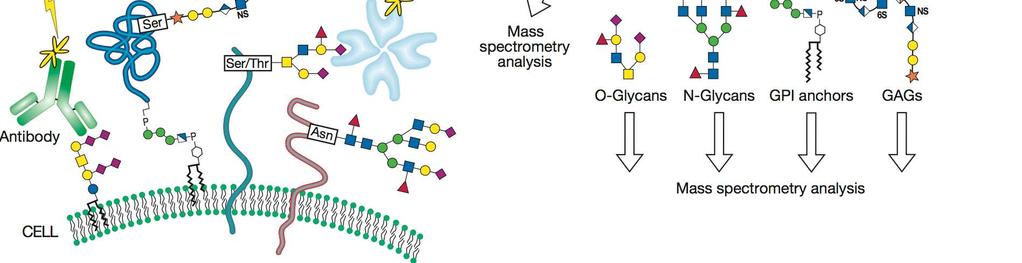 Multiple approaches for profiling a cell s glycome Derivatization