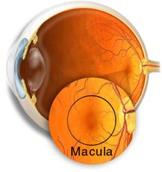 Zeaxanthin protects our eyes as we age The leading cause of blindness in older adults is called macular degeneration (AMD).