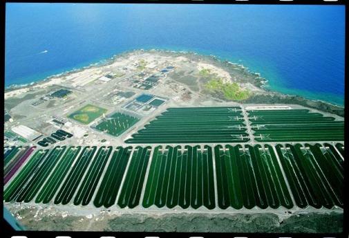 Pure cultured Spirulina thrives in the brilliant Hawaiian Sun Only Spirulina farm in the world to have continuous