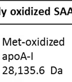 . (B) MALDI-TOF analysis of the protein released from ox SAA