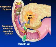 Enzyme supplements Suppresses pancreatic exocrine secretion by breaking the