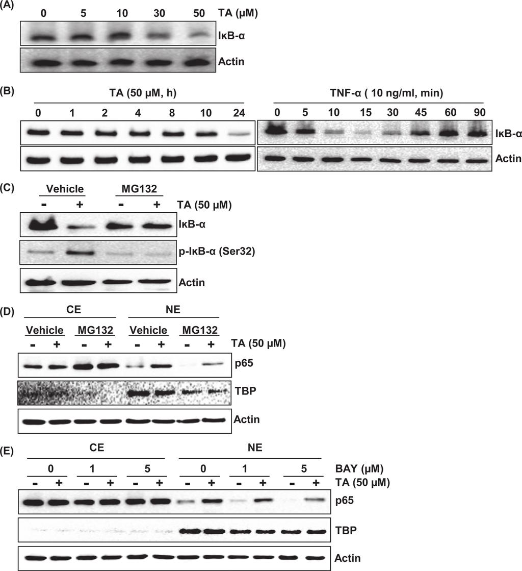 J.B.Jeong et al. Fig. 3. TA increases translocation of p65 via proteosomal degradation of IκB-α. (A) HCT116 cells were treated with 0, 5, 10, 30 and 50 μm of TA for 24 h.