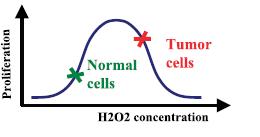 ROS production is increased in cancer cells -Production of large amounts of hydrogen peroxide by human tumor cells. (Szatrowski, T.P. and Nathan, C.