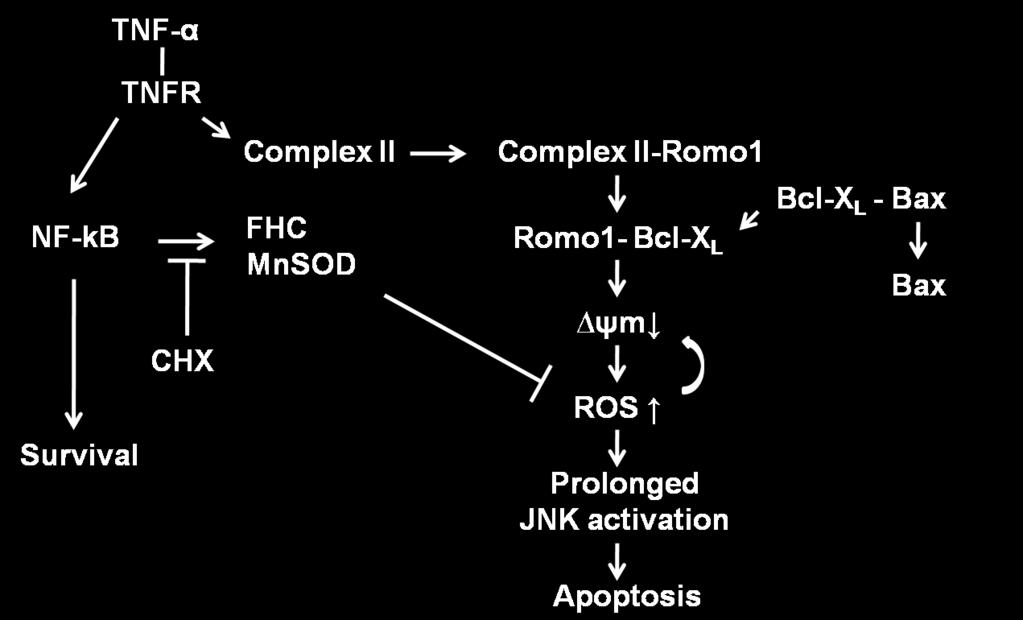 TNF-α-induced ROS production triggering apoptosis is directly linked