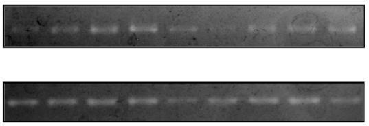 Relative luciferase activity (folds) Relative luciferase activity (folds) Relative luciferase activity (folds) TPA Romo1 Invasion D HepG2 MCF-7 TPA Control sirna 0 30 50 100 50 +NAC Romo1 sirna 0 30