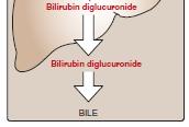 Heme Degradation 4. Secretion of bilirubin into bile: Conjugated bilirubin is actively transported into the bile canaliculi and then into the bile.
