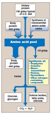 Conversion of amino