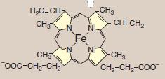 PORPHYRIN Porphyrins are cyclic compounds that readily bind metal ions (Fe2+ or Fe3+) The most prevalent metalloporphyrin in humans is heme Heme consists of one ferrous (Fe2+) ion in the center of