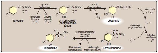 Synthesis of catecholamines Parkinson disease, a neurodegenerative movement disorder, is due to insufficient dopamine production