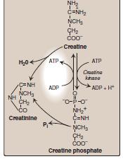 Creatine Degradation Creatinine is excreted in the urine. Excreted creatinine amount is proportional to the total creatine phosphate content of the body, and thus can be used to estimate muscle mass.