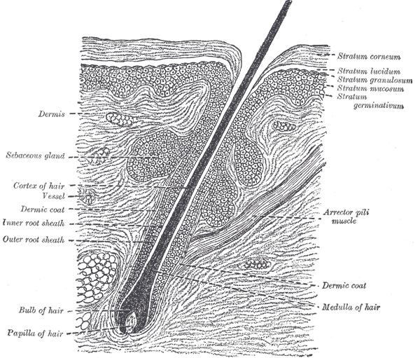 structures/processes Stratum corneum, lucidum Cornea, conjunctiva Skin Cross-Section Eye: Partial