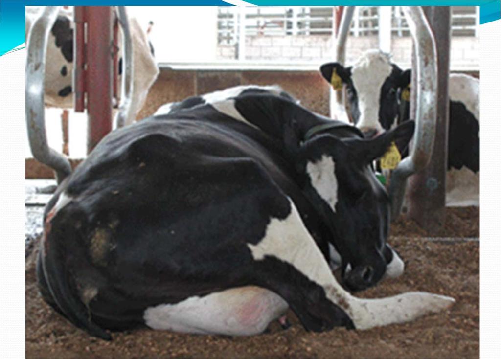 Transition Cow Comfort & Management Ten years ago, the focus of our fresh cow problem investigations was on nutrition and feed delivery systems.