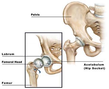 Hip Arthroscopy Booklet 2. Hip Anatomy The bones that make up the hip joint are the femur (the thighbone) and the pelvis.