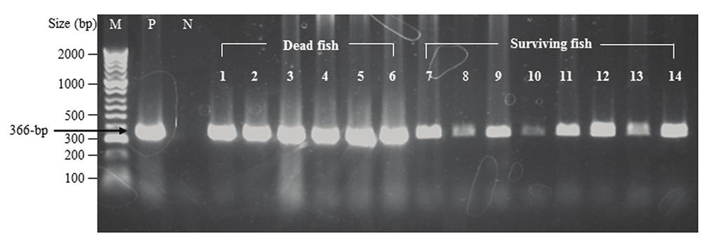 162, Bull. Eur. Ass. Fish Pathol., 33(5) 2013 Figure 2. weight makers (Bioline, HyperLadder II); P, positive control; N, negative control. the viral challenge.