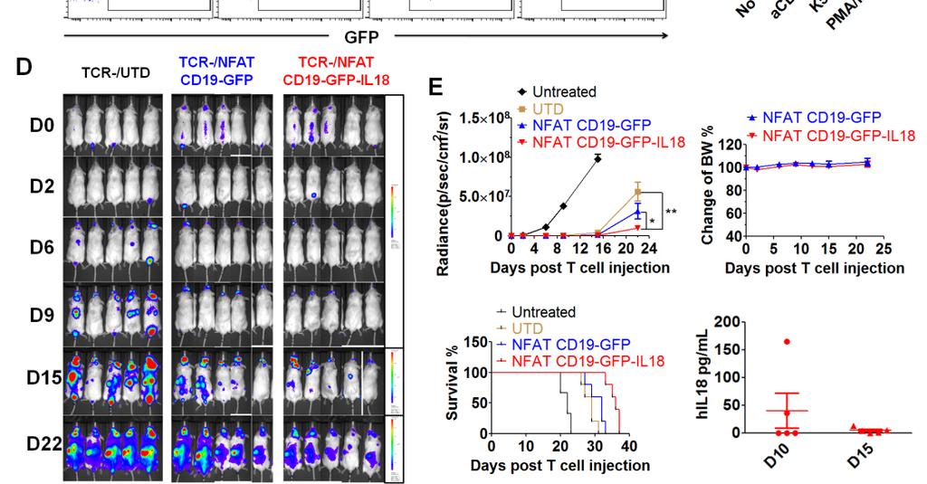Lower panel: the ex vivo timeline to generate TCR deficient T cells transduced with NFAT CD19 GFP IL18 and electroporated with mrna CD19 CAR, designated as TCR /NFAT CD19 GFP IL18.