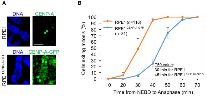 of CENP-A overexpression in a non-transformed chromosomally stable diploid RPE1 cell line.
