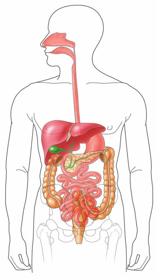 Your Digestive System A B C G D E F H I A. Esophagus B. Liver C. Stomach D.