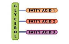 triglyceride 3 fatty acids and a