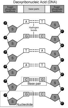 RNA DNA (deoxyribonucleic acid) DNA BUILDING BLOCK monomer =