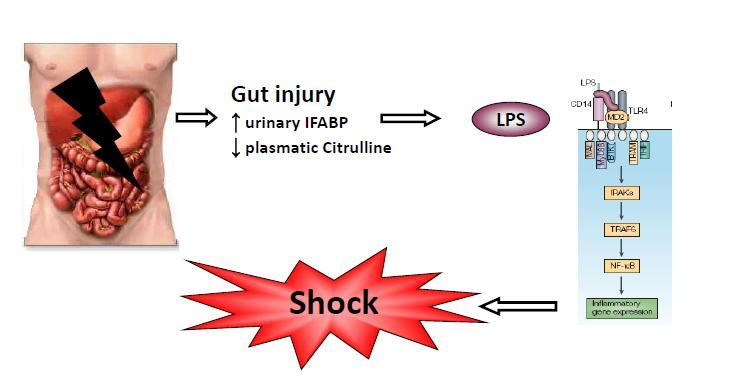 Endotoxemia is correlated with gut injury after cardiac arrest and