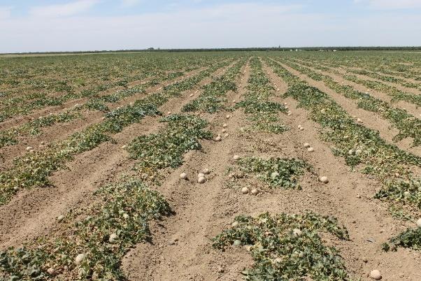 transplanting (sugar beets, tomatoes) Field placement (avoid