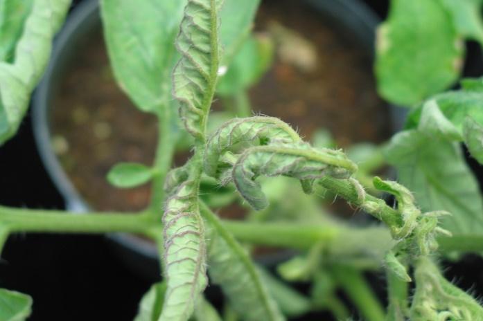 Agrobacterium-mediated inoculation for screening tomato tomato varieties and germplasm for resistance to BCTV BCTV 3rd Observe symptom development (up