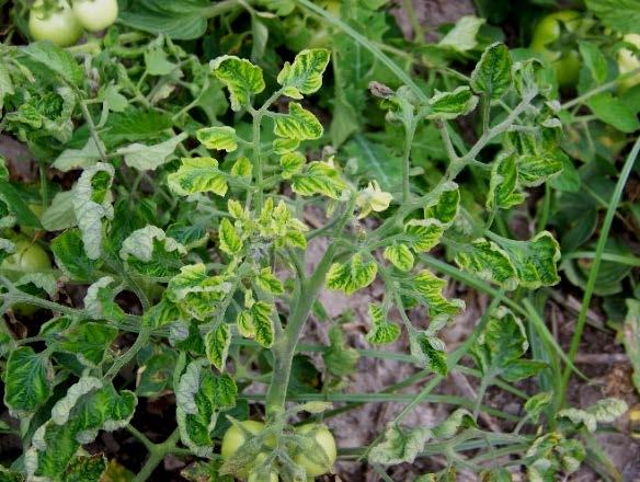 Ty genes confer resistance to BCTV The Ty genes (Ty 1-6) are a series of genes from wild tomato species that confer resistance to whiteflytransmitted TYLCV Commercial tomato varieties Tomato yellow