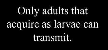 that acquire as larvae can transmit.