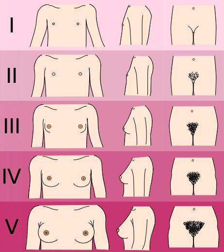 The Tanner Scale for Female Breasts The Tanner stages are a scale of physical development in children, adolescents and adults based on external primary and secondary sex characteristics.