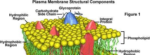 Structural lipids in Membrane A barrier A double