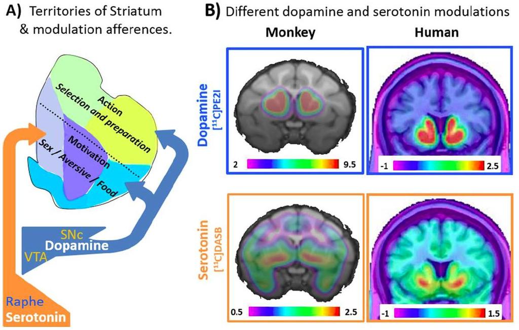 Worbe Y, Baup N, Grabli D, et al. Behavioral and movement disorders induced by local inhibitory dysfunction in primate striatum. Cereb Cortex 2009;19: 1844-1856.