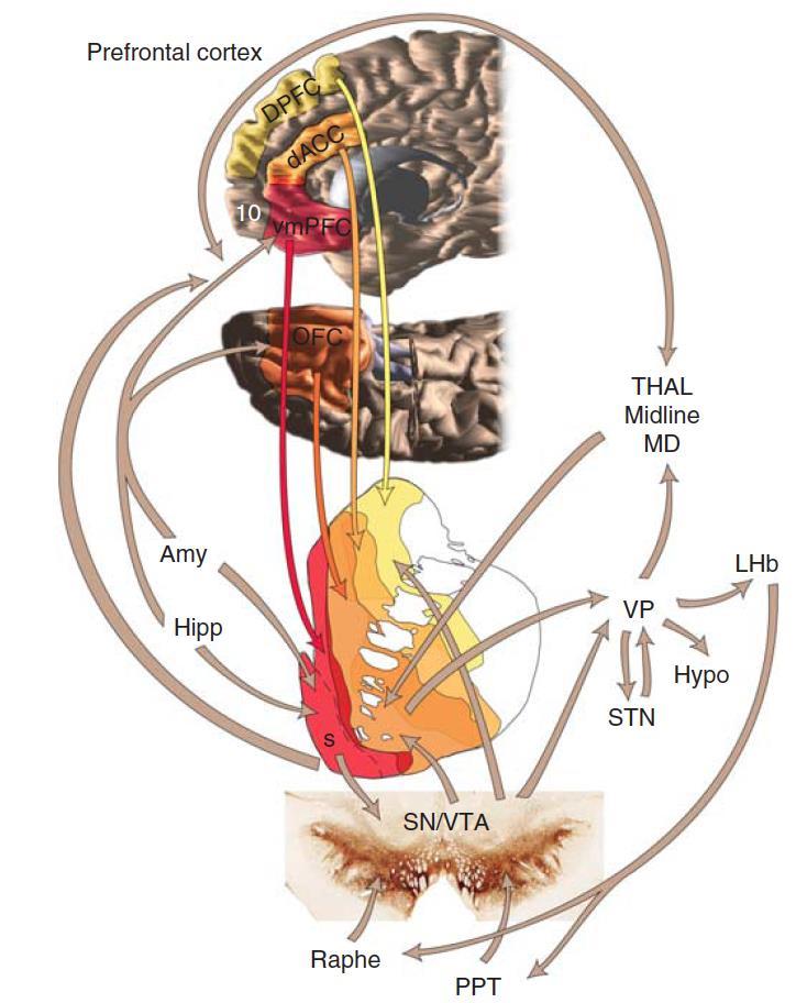 The VS receives its main cortical glutamatergic input from the orbital frontal cortex (OFC) and anterior cingulate cortex (ACC) and a massive dopaminergic input from the midbrain SN/VTA.