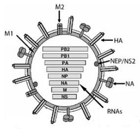 Filovirus: GP GP1+GP2