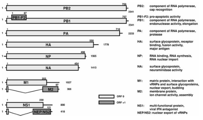 Genes and Proteins of Influenza Virus PB2 RNA 聚合酶成分 PB1 RNA 聚合酶成分 PA RNA 聚合酶成分 HA 与黏附,