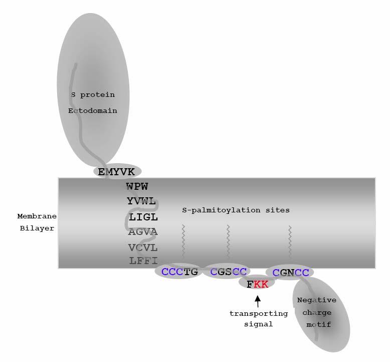 Palmitoylation of MHV S protein J. Yang, et al.