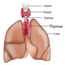 The Role of T-Cells The thymus makes T-cells and many of them are reactive self-antigens 90% of these T-cells are removed by apoptosis in the thymus The