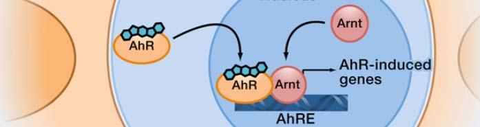 Blood 2013;121(16):3195 3204) 3204) AhR activity regulated by dietary