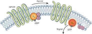 GPCR activation Acetate