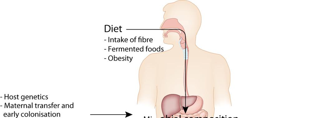 Diet and gut
