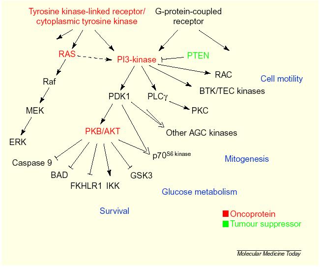 The major PI3-kinase signalling pathways