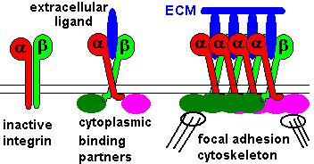 The Integrin-Extracellular Matrix (ECM) signalling system The integrin family consists of α,β heterodimers (about 18α and 8β subunits) Transmembrane proteins with short intracellular domains.