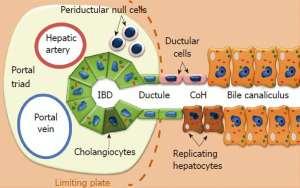 Stem cell niches in the intra- and extra-hepatic
