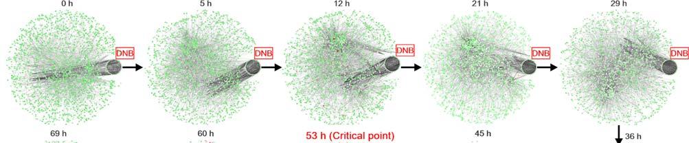 Figure S11 Dynamical changes in the constructed symptomatic network for the dataset GSE52428, including the detected DNB during the disease progression for the live H1N1