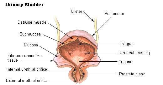 Background Bladder functions The bladder has several functions including: collecting urine produced continuously by the kidneys, storing urine for extended periods of time and expelling it by