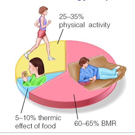 Components of Energy Expenditure 106 Factors that Increase RMR Fever* Stress Total body weight Smoking * Caffeine High Lean Body Mass Rapid growth Hot & cold ambient temp Pregnancy, lactation